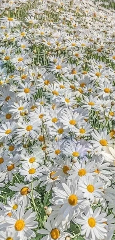 A serene field of white daisies under the sun, perfect for a mobile wallpaper.