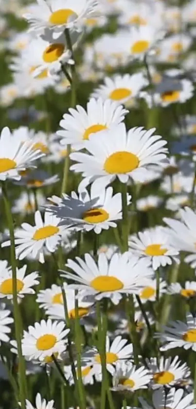 Beautiful white daisies in a sunny field.