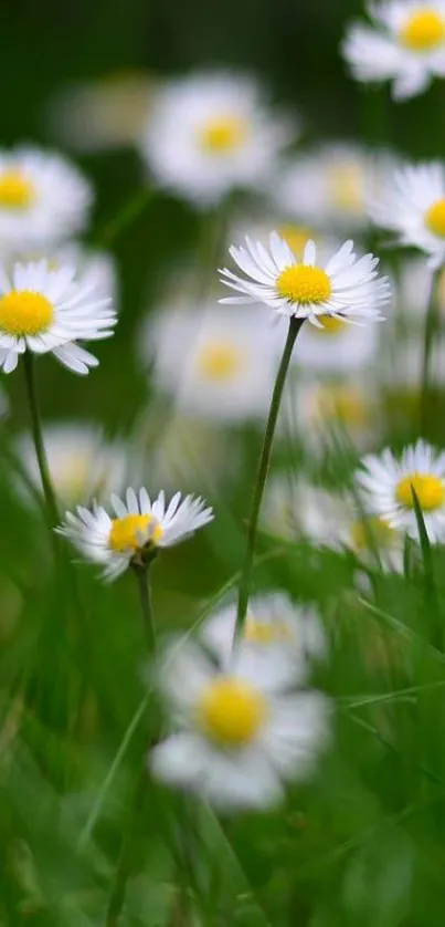 Mobile wallpaper of daisies in green grass.