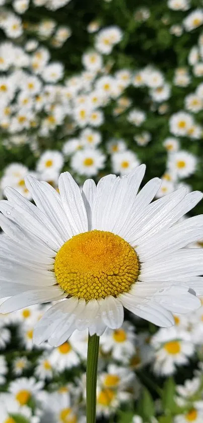 Close-up of a daisy with white petals and a yellow center in a green field.