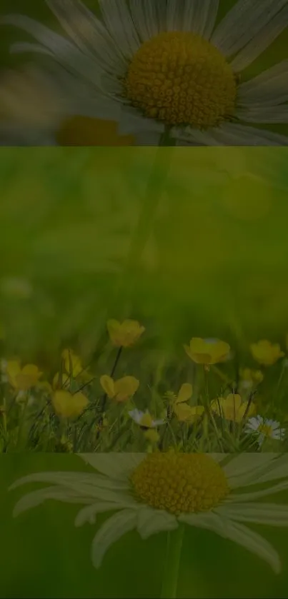 Mobile wallpaper with field of vibrant yellow daisies.