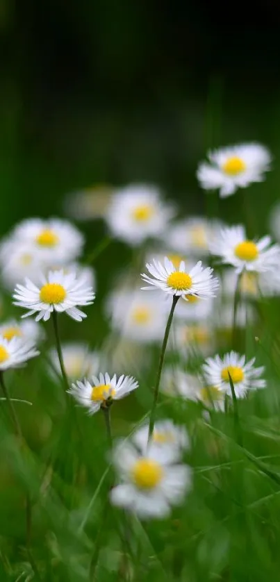 Vibrant daisy field in lush green backdrop.