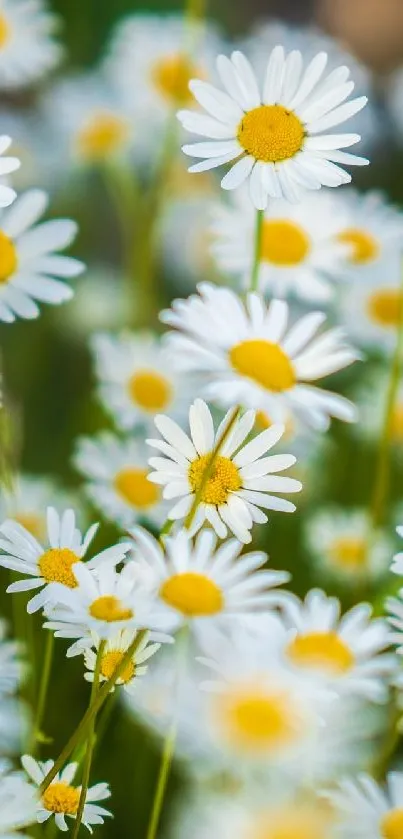 Vibrant field of white and yellow daisies with green stems.