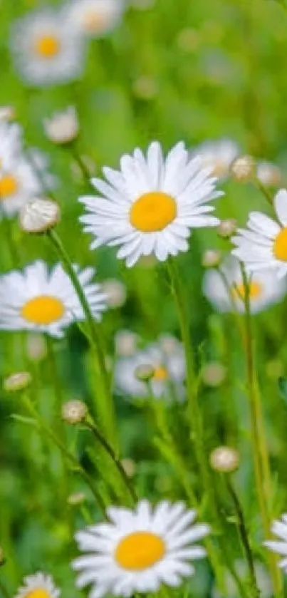 Vibrant white daisies in a green field, ideal for fresh wallpaper