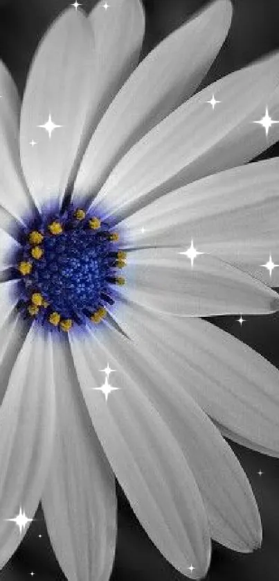 A white daisy with a blue center on a gray background.