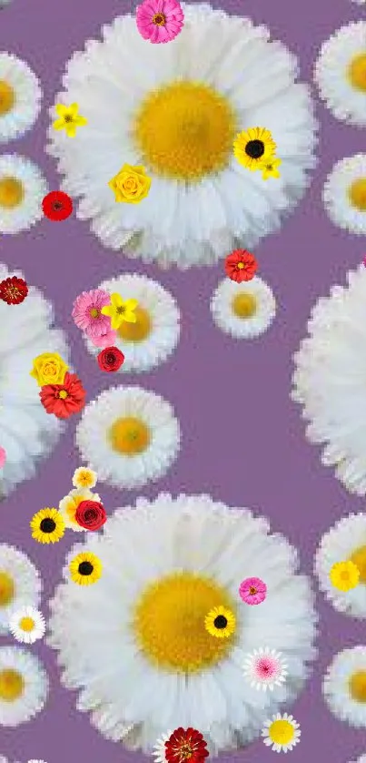 White daisies on a purple background mobile wallpaper.