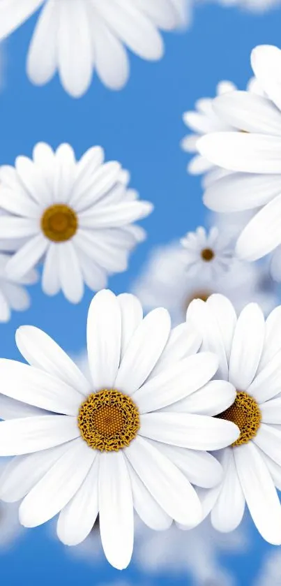 Beautiful daisies with a blue background, perfect for phone wallpaper.