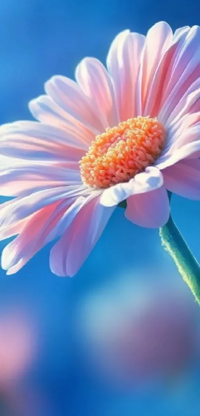 Close-up of a pink daisy against a blue background.