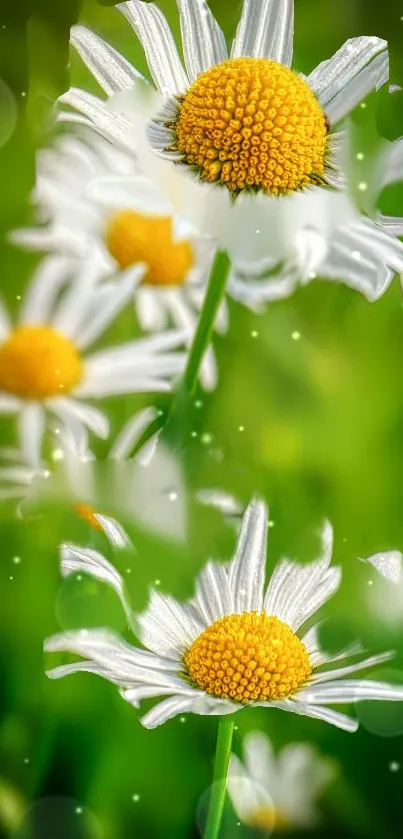 Vibrant daisies with yellow centers on a lush green background