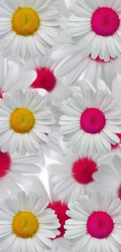 Vibrant daisy wallpaper with pink and white floral design.