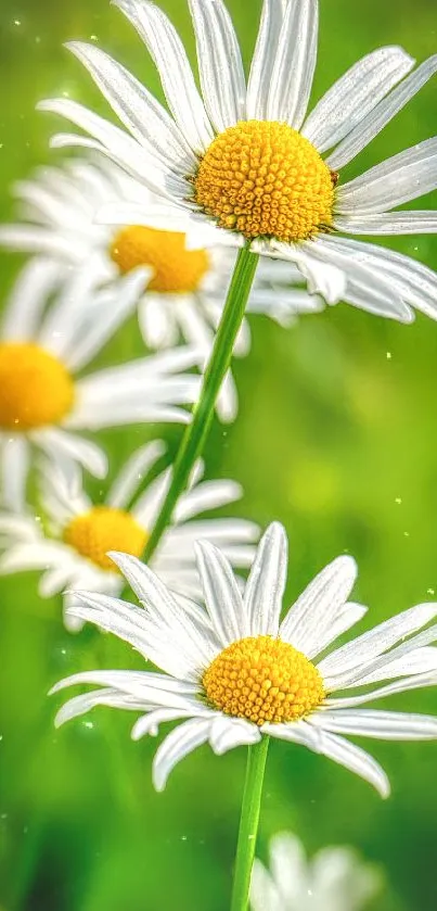 Close-up of blooming daisy flowers with a vivid green background.