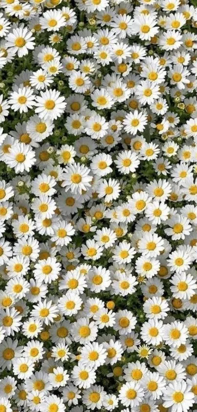 Mobile wallpaper of blooming white daisies with vibrant yellow centers.