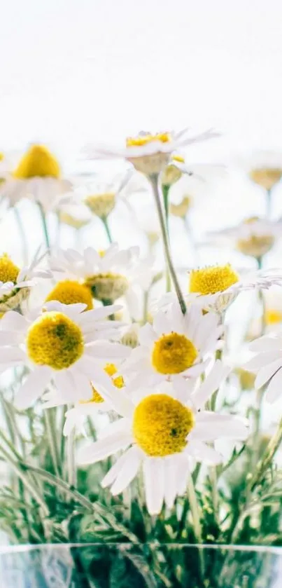 Bright daisy flowers with yellow centers in a glass vase wallpaper.