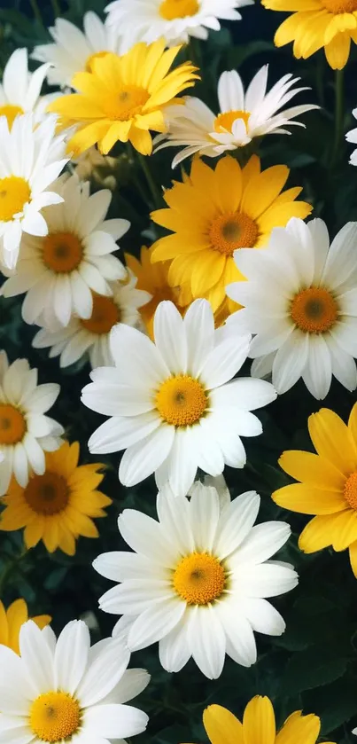 Mobile wallpaper with vibrant yellow and white daisies.