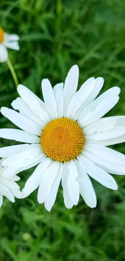 Daisy flower with white petals and yellow center on a green background.