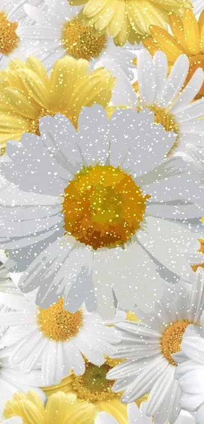 Close-up of vibrant daisies with white and yellow petals, perfect for wallpaper.