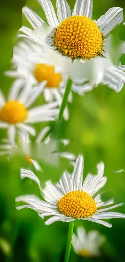 Close-up of daisies with white petals and yellow centers on a green background.