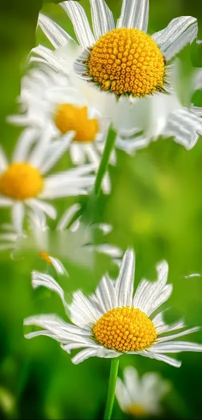 Vibrant daisy flowers against green backdrop.