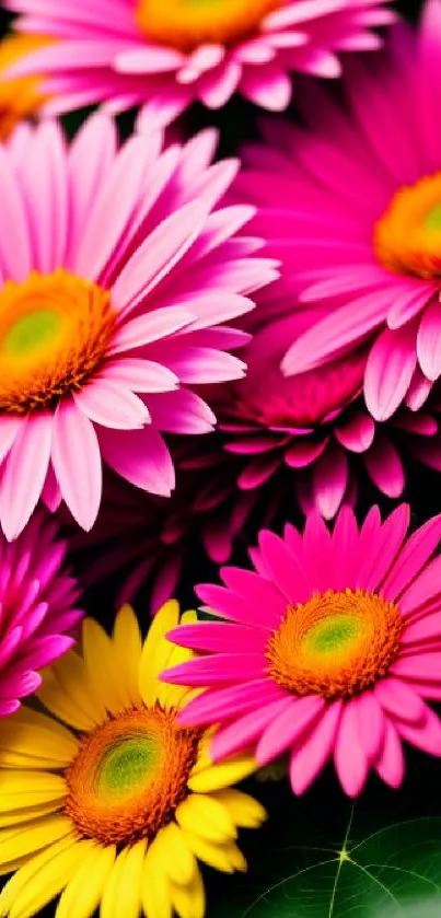 Colorful daisy flowers in full bloom for mobile wallpaper.