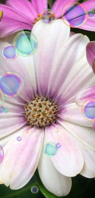 Pink and white daisy flowers with green leaves on a vibrant background.