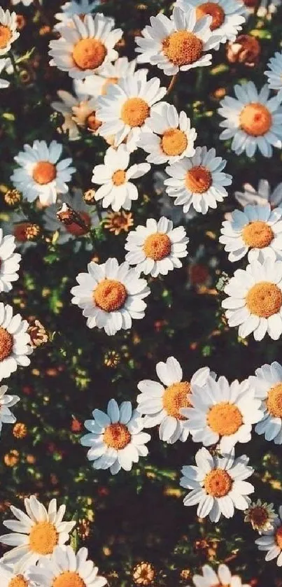 Mobile wallpaper with daisies and green foliage.