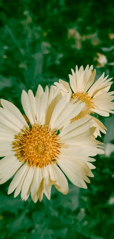 Two daisies against lush green leaves in artistic bloom.