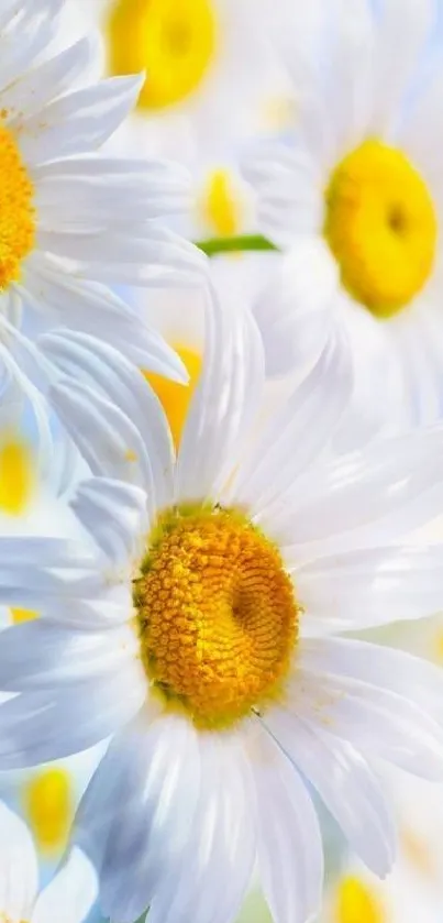 Close-up of white daisies with yellow centers on a soft blue background.