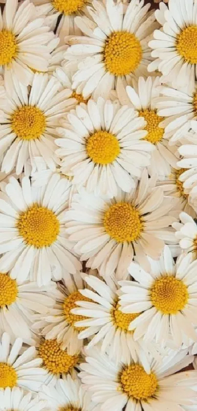 Vibrant daisy flower wallpaper with white petals and yellow centers.