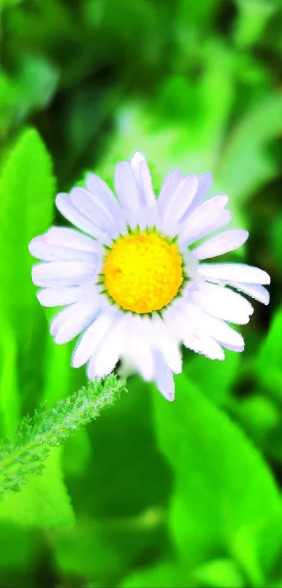 A vibrant daisy against a lush green backdrop.