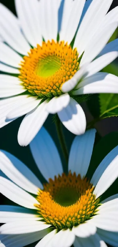 Close-up of two vibrant daisies with white petals and green leaves.