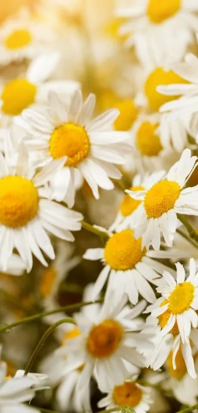 Yellow daisies bloom vibrantly in sunlight.