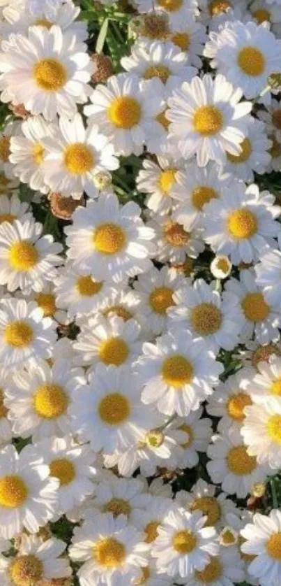 Beautiful white daisy flowers creating an elegant mobile phone wallpaper.