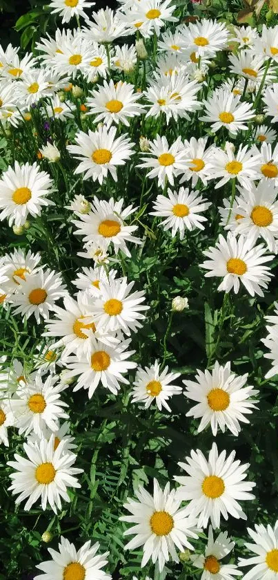 White daisies in a vibrant garden setting.