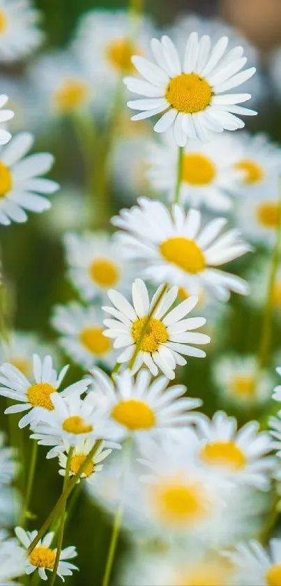 Vibrant wallpaper with daisies and pink hearts.