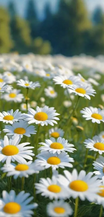 A field of blooming white daisies with yellow centers under a clear sky.