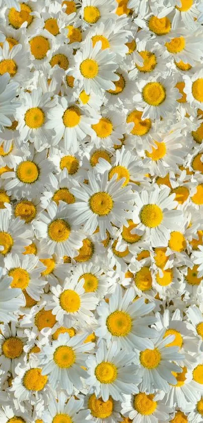 Mobile wallpaper featuring vibrant daisy flowers with white petals and yellow centers.