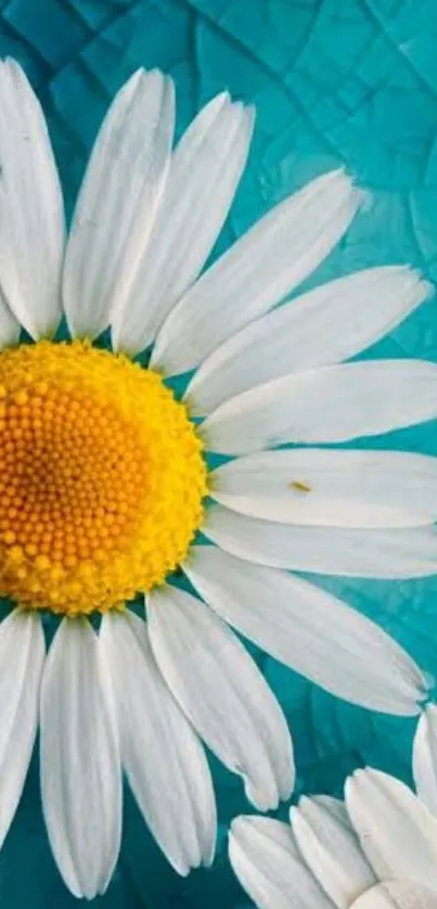 White daisy with yellow center on turquoise texture background.