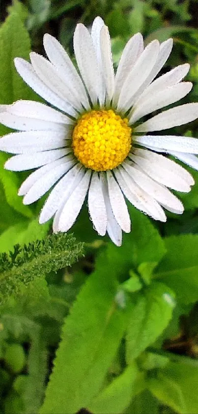 White daisy with yellow center on green leafy background.