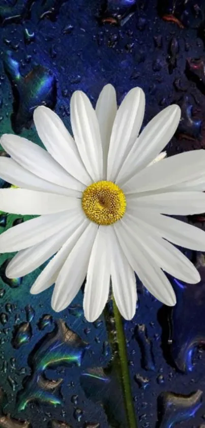 White daisy on colorful rain-soaked background.