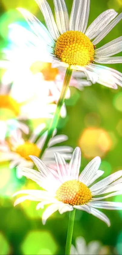 Vibrant daisies with bokeh lights create a lively and fresh phone wallpaper.