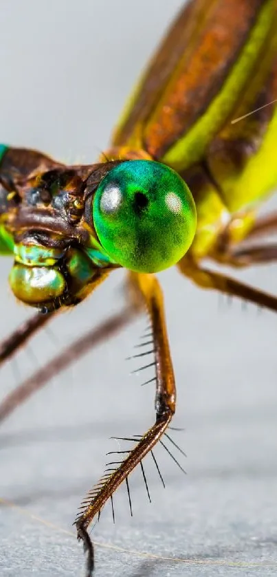 Close-up image of a vibrant green damselfly on a neutral background.