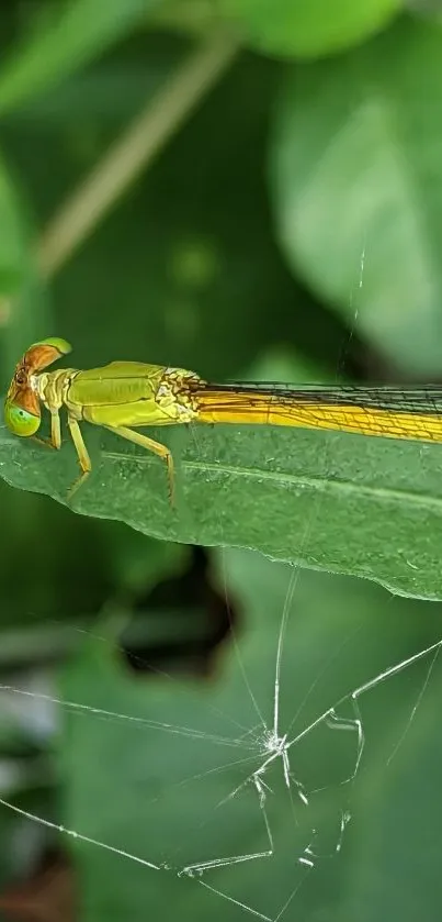 Damselfly resting on a green leaf, vibrant and detailed.