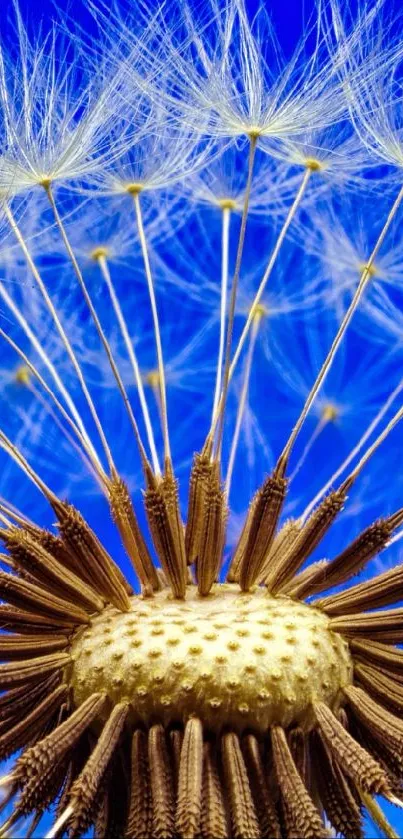 Close-up of a vibrant dandelion against a bright blue sky.