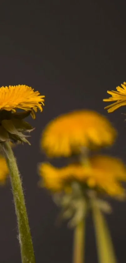 Close-up of vibrant yellow dandelions against a dark background.