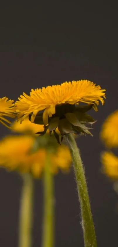 Yellow dandelion flowers against a dark background for mobile wallpaper.