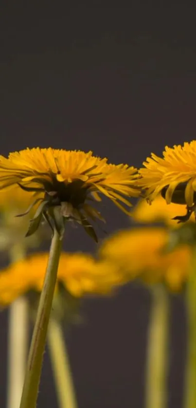 Yellow dandelions against a dark background, perfect for mobile wallpaper.