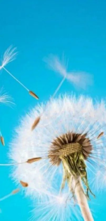 Dandelion against vibrant blue sky wallpaper.