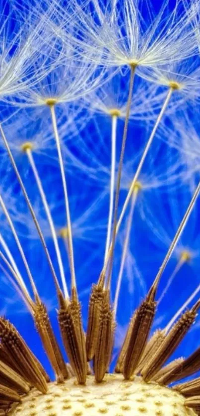 Dandelion seeds with bright blue background for mobile wallpaper.