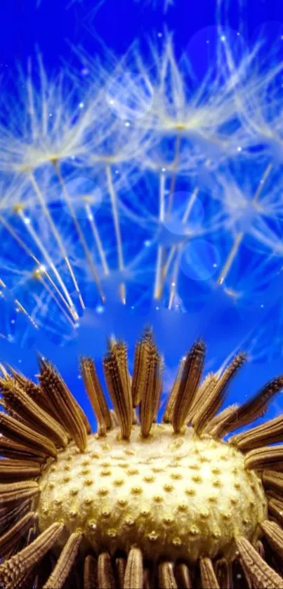 Vibrant dandelion seeds with blue sky background wallpaper.