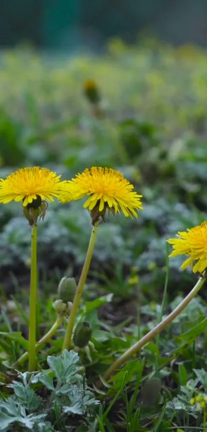 Three bright yellow dandelions in a green field background.